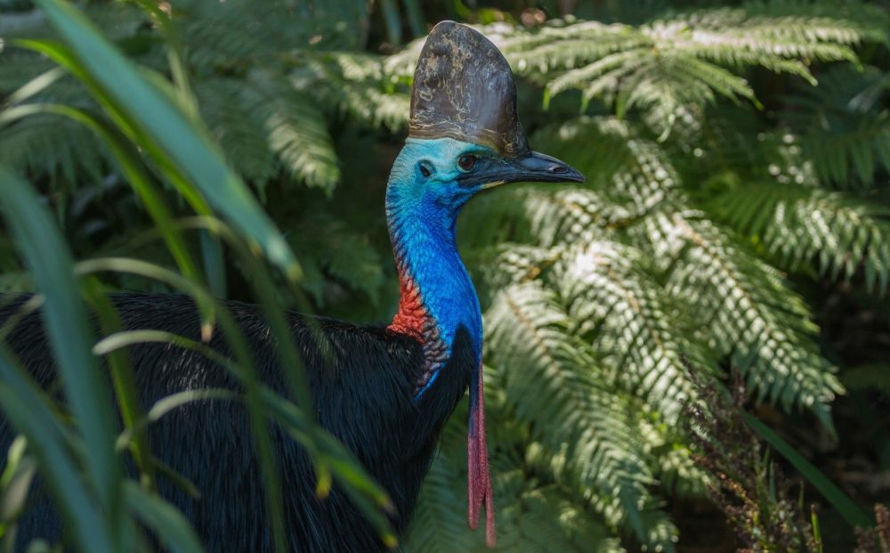 Private Tour: Daintree Nature & Wildlife Safari