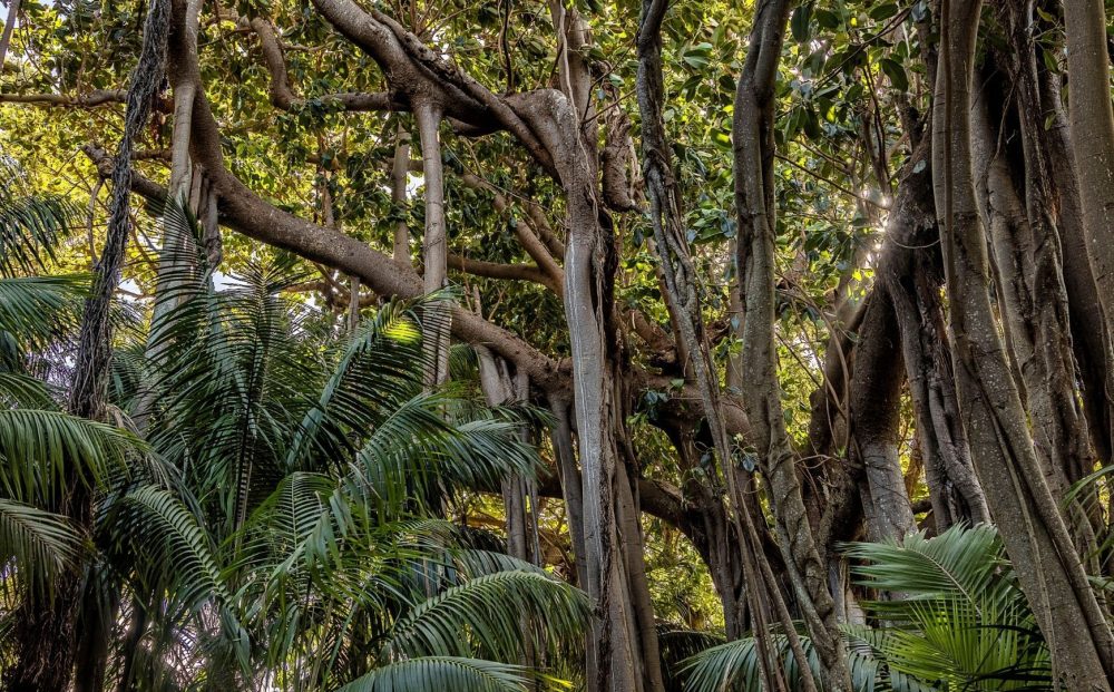 Lord Howe Island Exploration