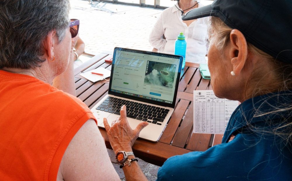 Turtle Conservation of the Southern Great Barrier Reef