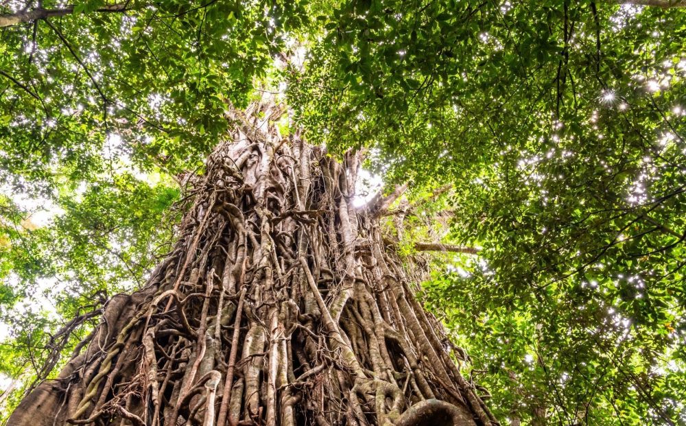 Private Tour: Daintree Nature & Wildlife Safari