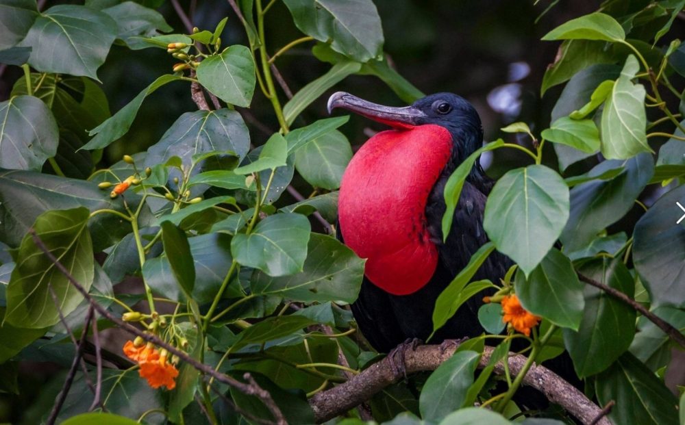 Frigatebird in tree