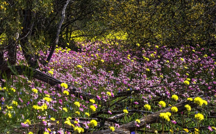 Wildflowers in Coalseam Conservation Park in Western Australia.