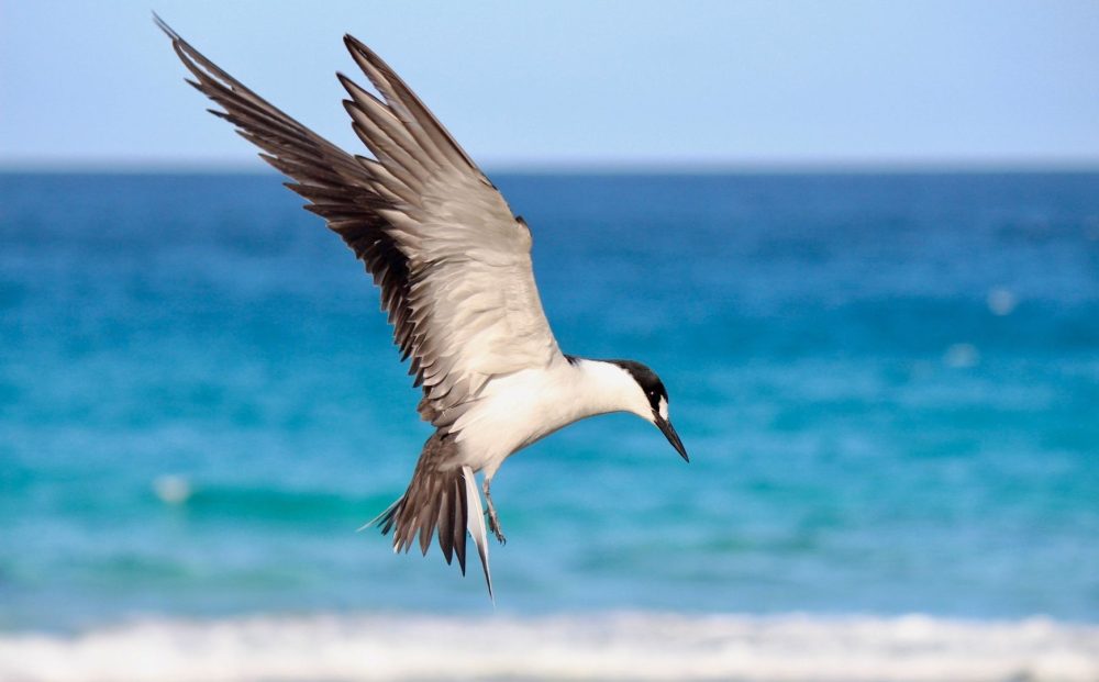 Lord Howe Island Exploration