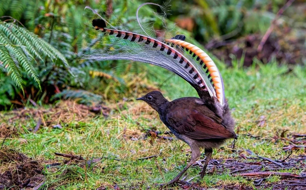 Superb lyrebird, Victoria