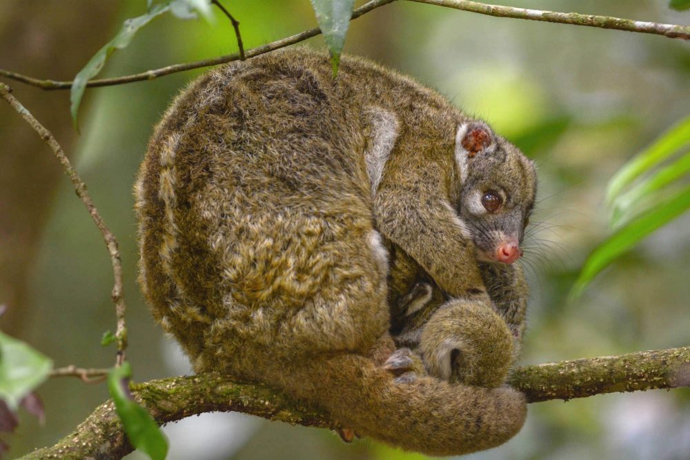 Private Tour: Australian Nature & Wildlife Safari