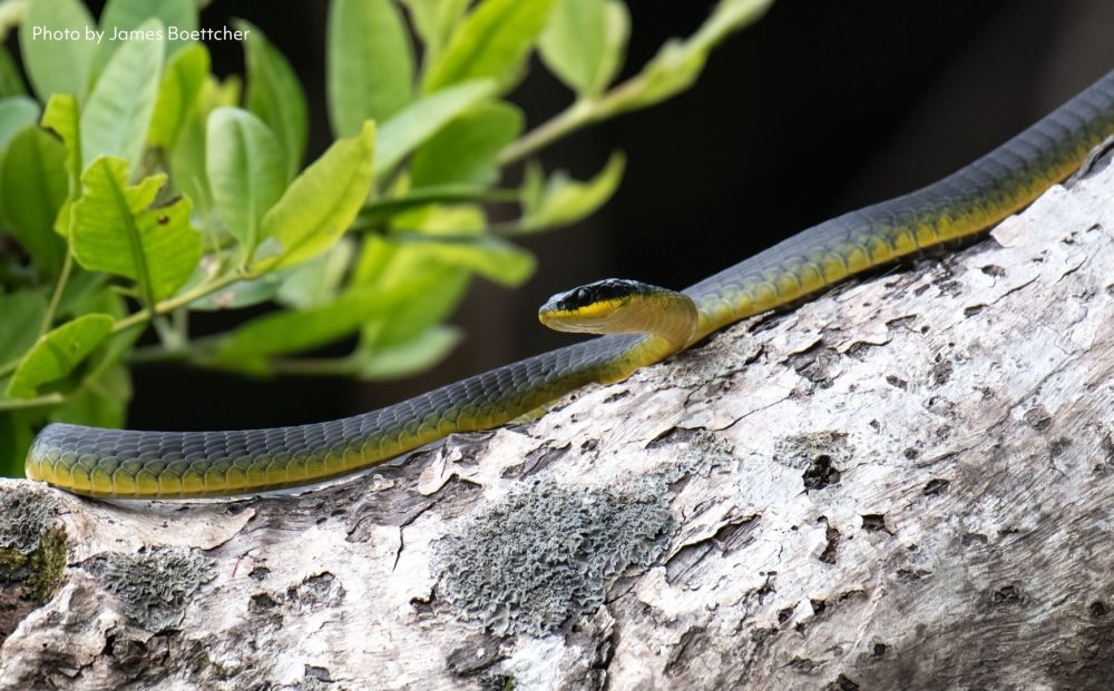 Common Tree Snake