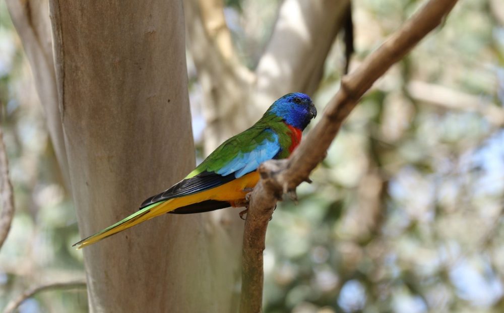 Gluepot Reserve & Bowra Sanctuary Birding Safari