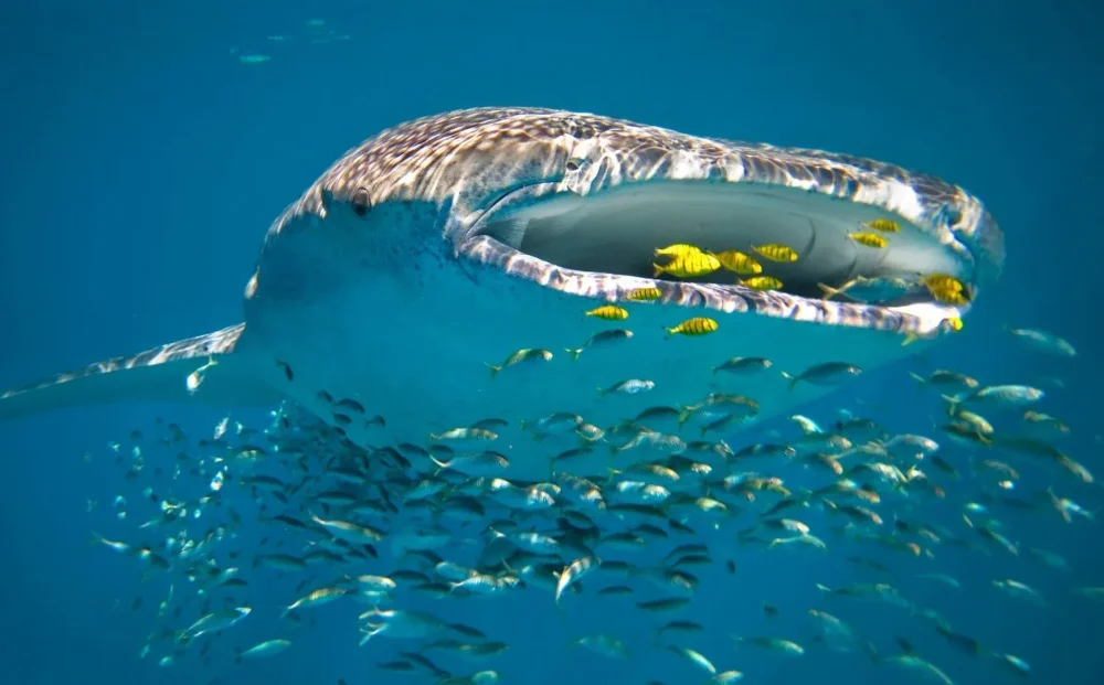 Whale Sharks & Ningaloo Coast Wildlife