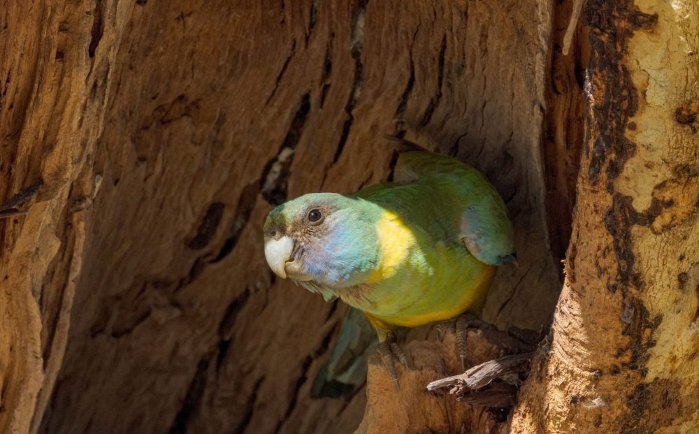 Birds of Channel Country Outback Safari