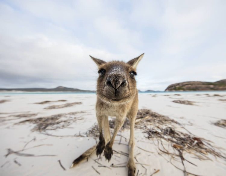 Western Australia