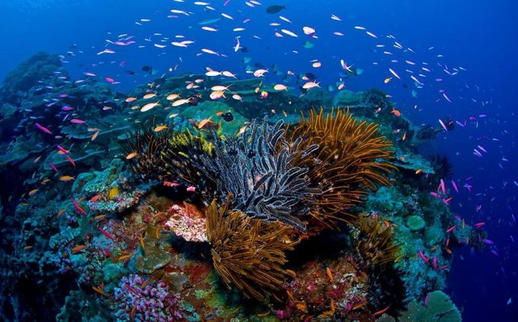Reef off Christmas Island