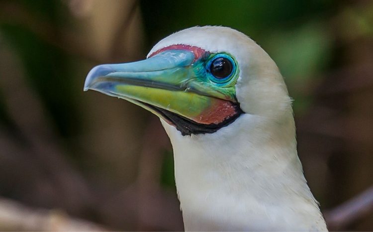 Red Footed Booby