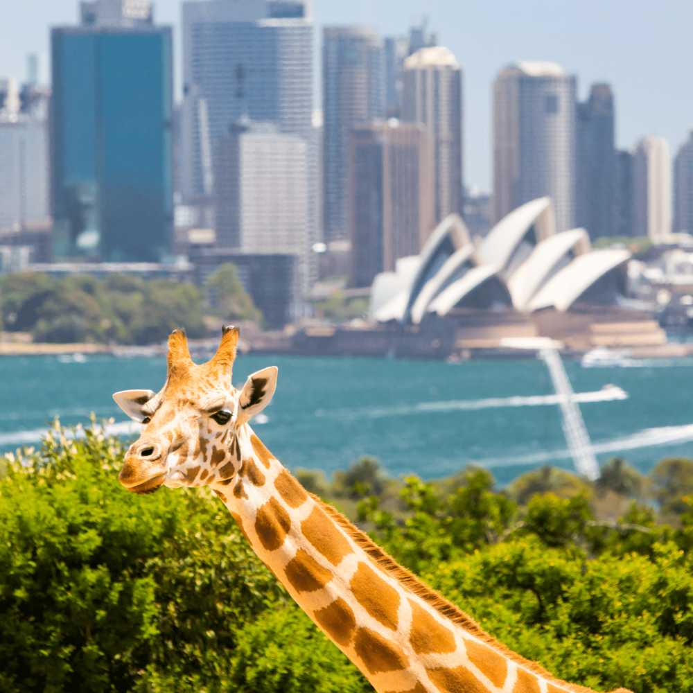 Private Tour: Australian Nature & Wildlife Safari