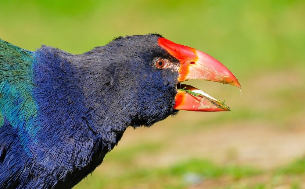North Island Birding: Kiwi to Kōkako