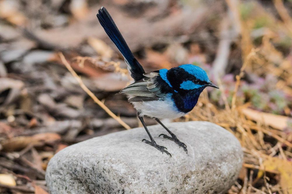 Private Tour: Southern Eyre Peninsula Bird Watching