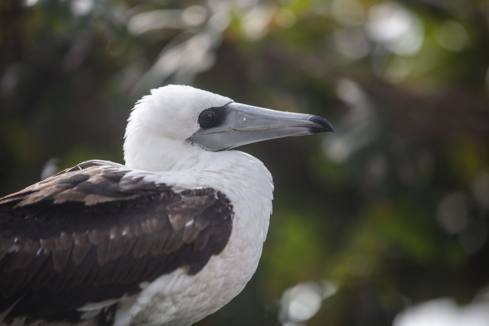 Christmas Island – Bird & Nature Week