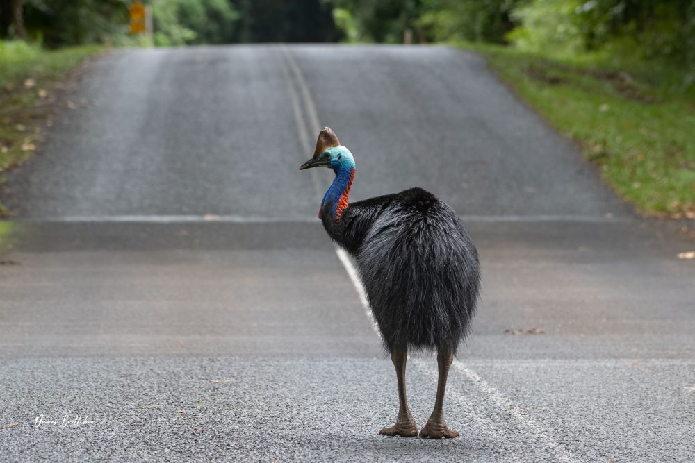Wildlife Photography Safari in Far North Queensland