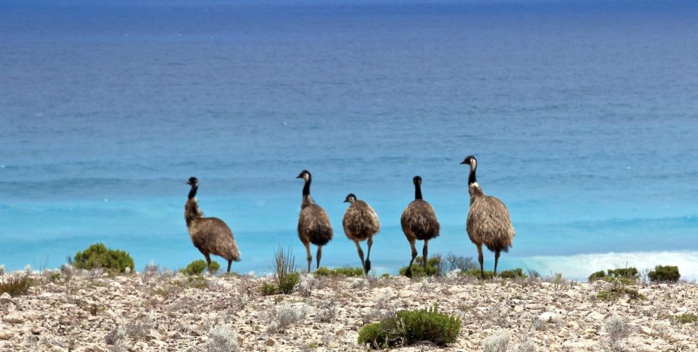 Private Tour: Southern Eyre Peninsula Bird Watching