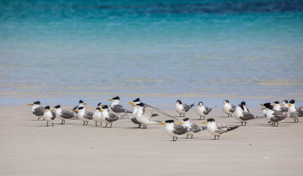 Private Tour: Southern Eyre Peninsula Bird Watching