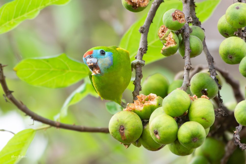 Wildlife Photography Safari in Far North Queensland