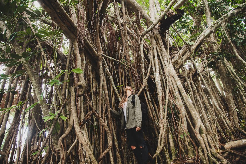 Cooktown to the Daintree: On Country with Traditional Owners