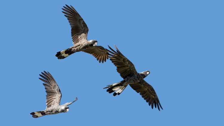 Endemic Birds of Southwest Western Australia