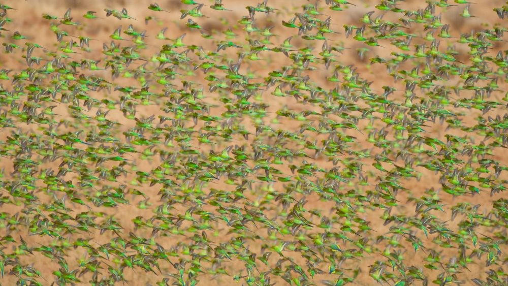 Birds of Channel Country Outback Safari