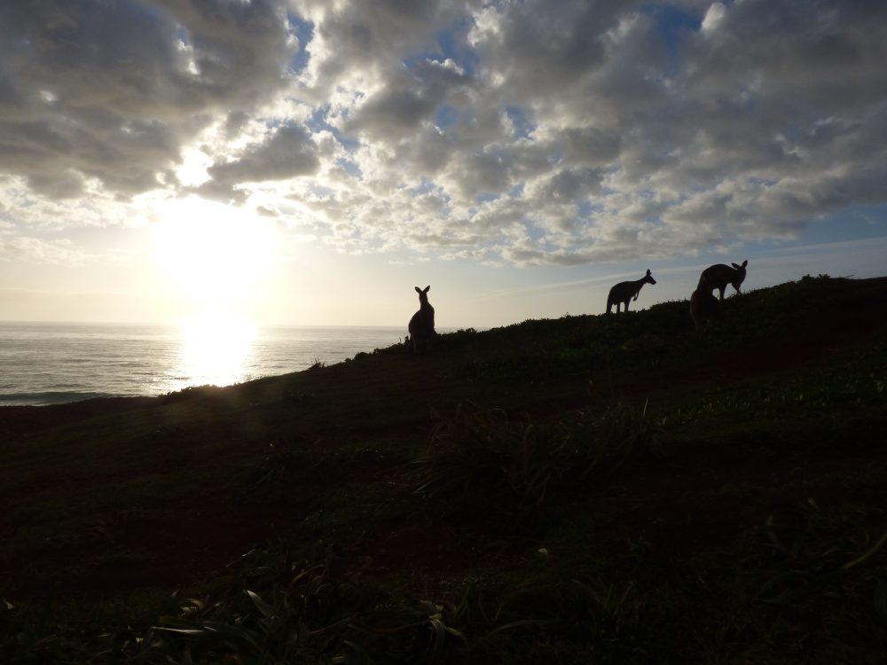 Private Tour: Sydney to Melbourne Nature & Wildlife Adventure
