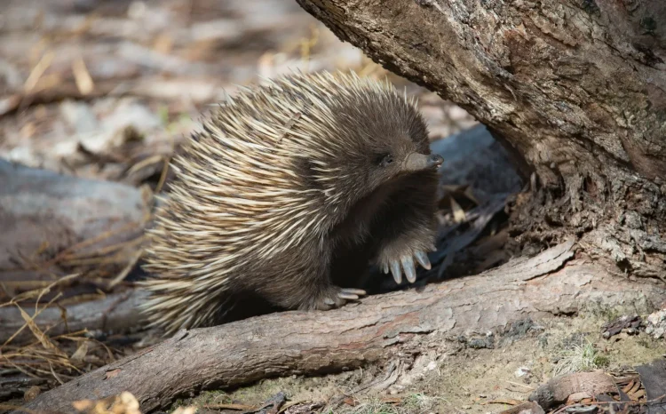 Echidna on Kangaroo Island