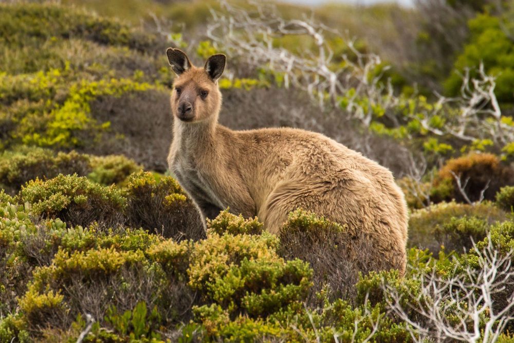 Private Tour: Australian Nature & Wildlife Safari