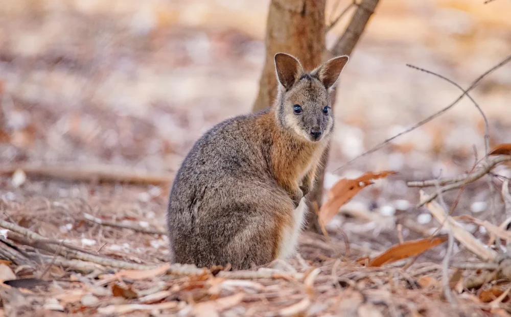Kangaroo on Kangaroo Island