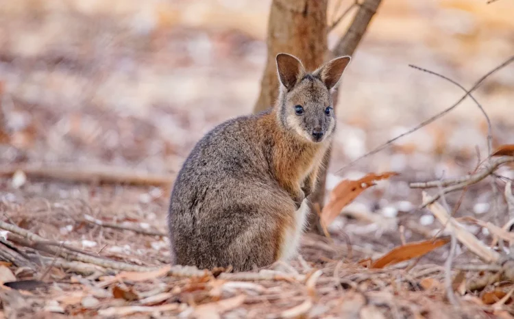 Kangaroo on Kangaroo Island