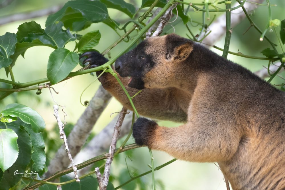 Wildlife Photography Safari in Far North Queensland