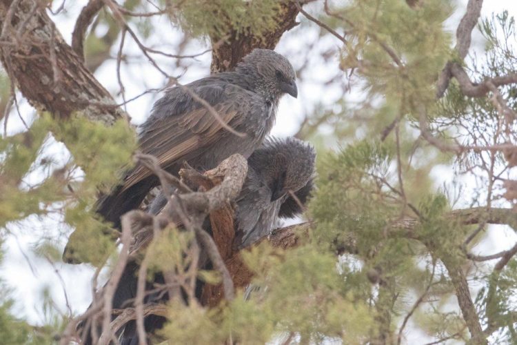 Mallee and Outback Birds of Victoria and Mungo