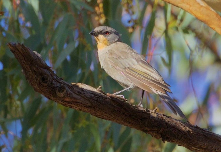 Mallee and Outback Birds of Victoria and Mungo