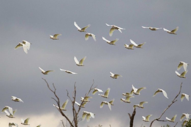 Mallee and Outback Birds of Victoria and Mungo