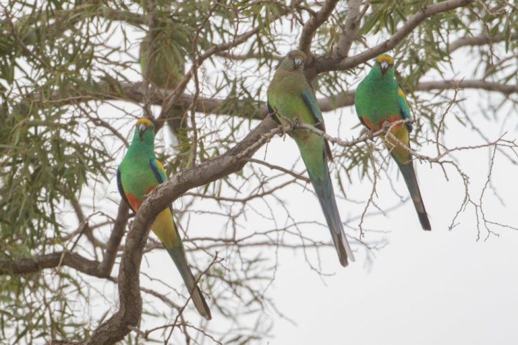Mallee and Outback Birds of Victoria and Mungo