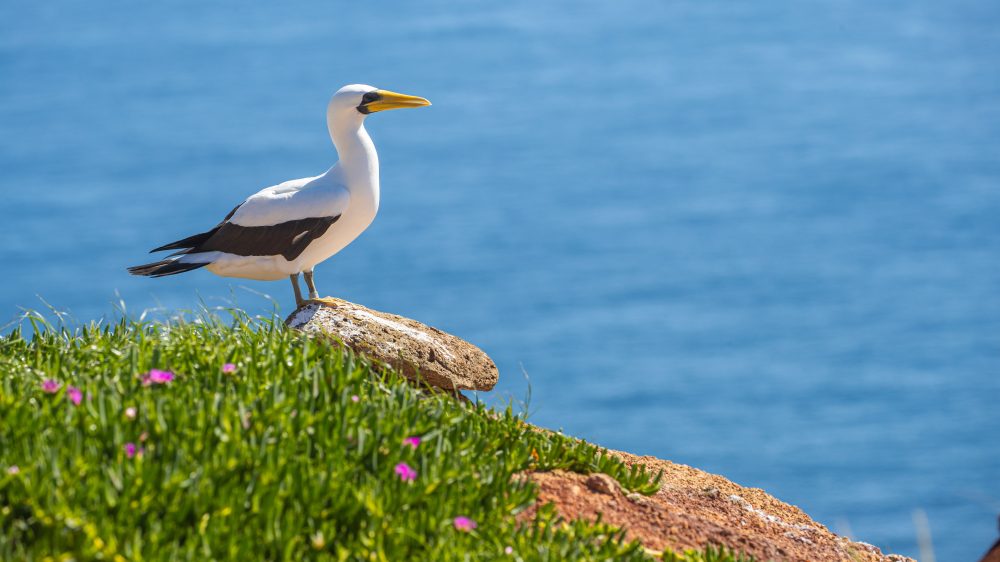 Discover Norfolk Island
