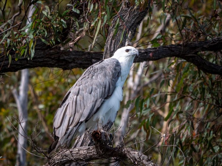 Private Tour: Sydney to Melbourne Nature & Wildlife Adventure