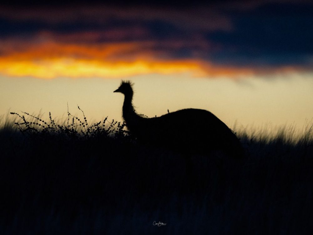 Flinders Ranges Photography Safari