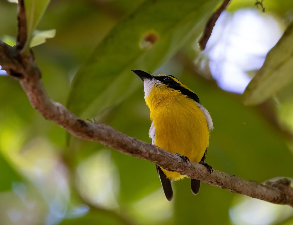 Wildlife Photography Safari in Far North Queensland