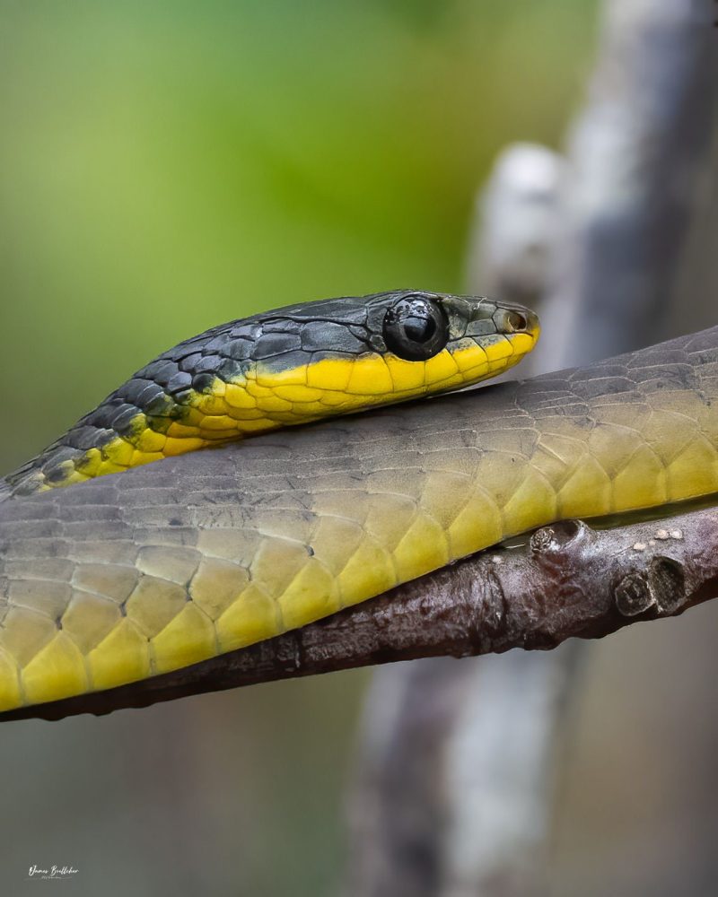 Wildlife Photography Safari in Far North Queensland