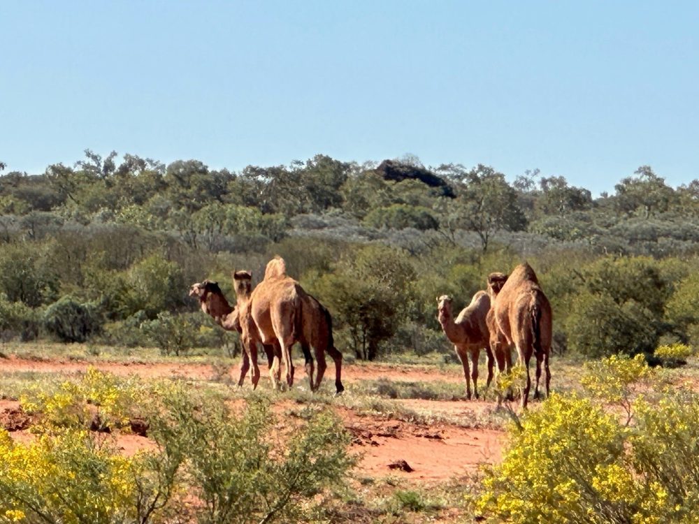 Private Tour: Alice Springs to Uluṟu Camping