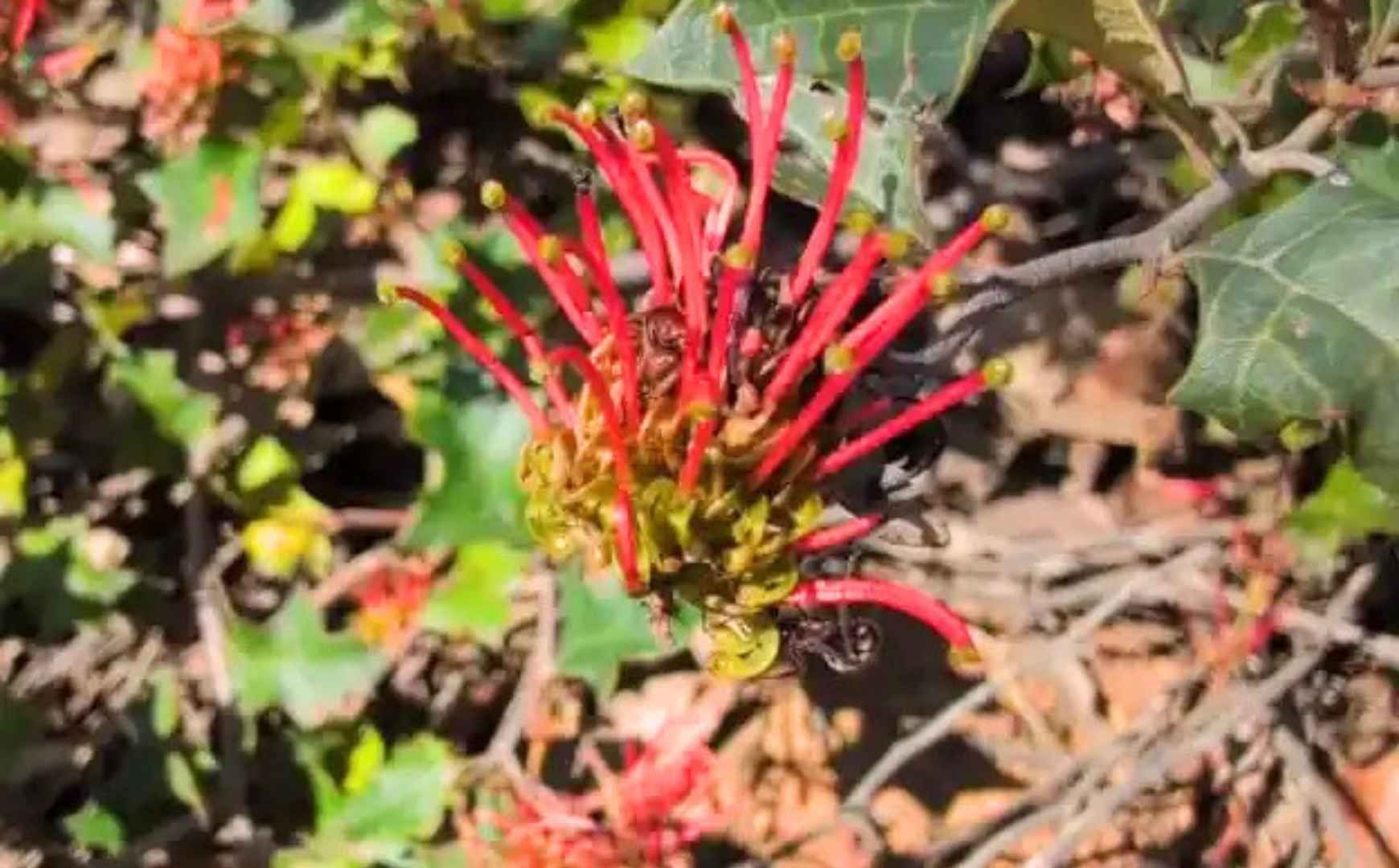 iNaturalist for Beginners
