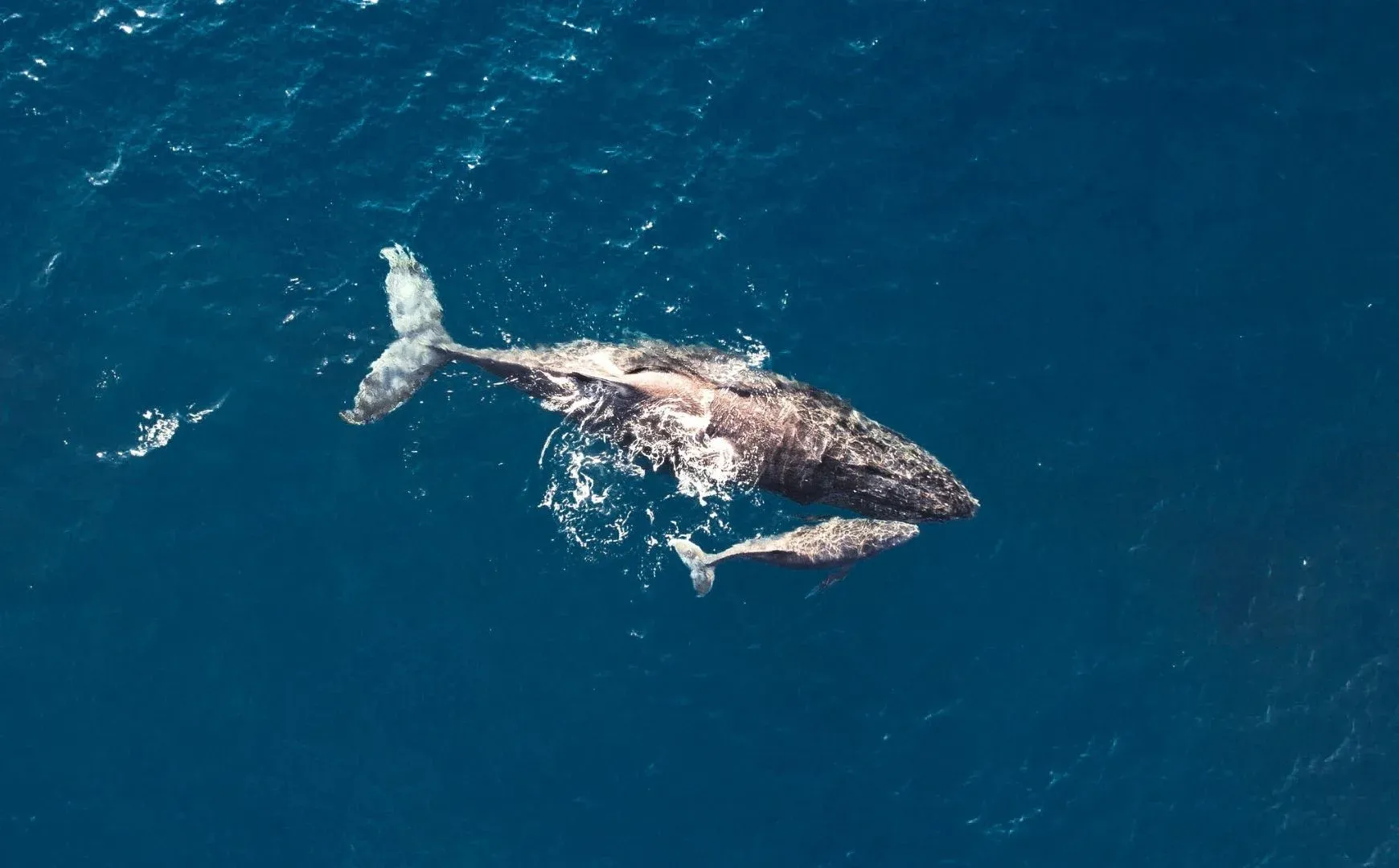 Why protect Ningaloo?