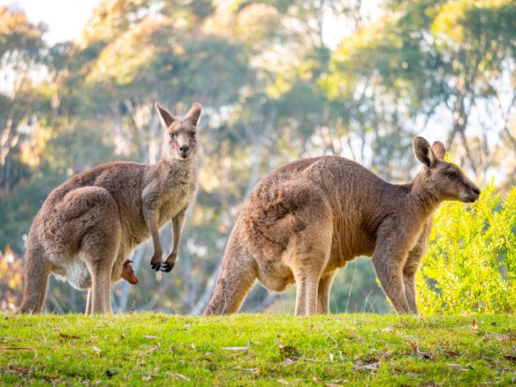 Private Tour: Sydney to Melbourne Nature & Wildlife Adventure