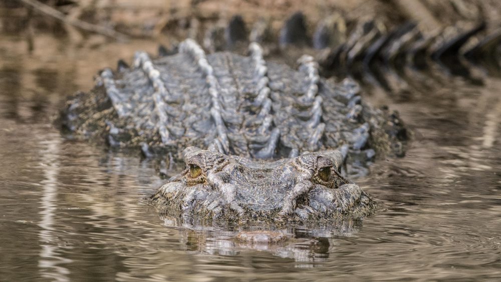 Wildlife Photography Safari in Far North Queensland