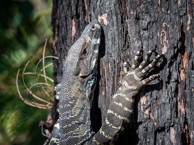 Private Tour: Sydney to Melbourne Nature & Wildlife Adventure