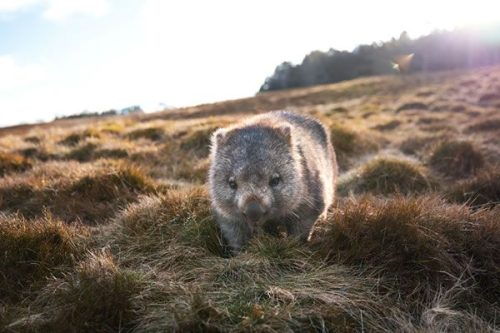 Tasmania