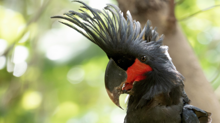 Palm Cockatoo